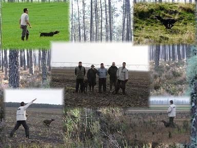 des Granges de la Dombes - B'VASCO OFFICIEL CHIEN CHASSE