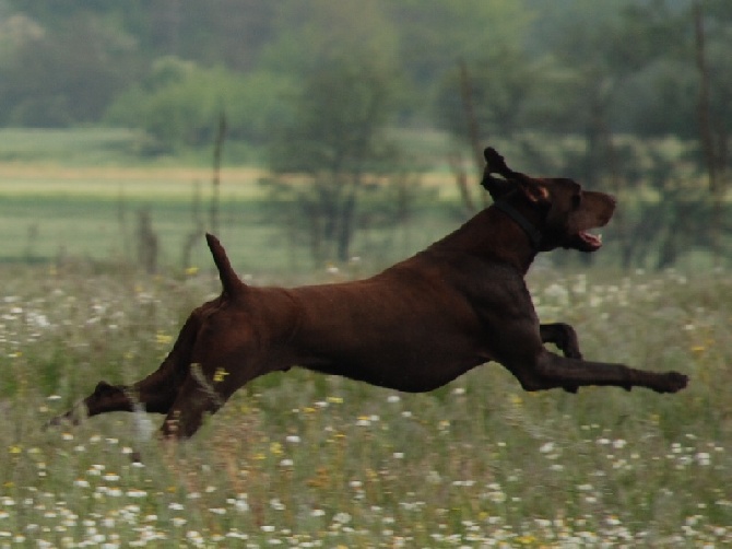 des Granges de la Dombes - FIELD PRINTEMPS 2015