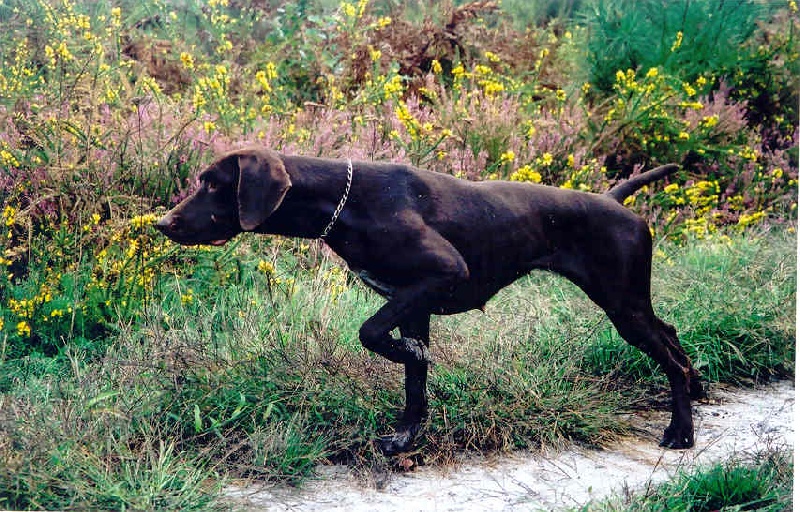 CH. TR. Tackie du mas de l'arbre