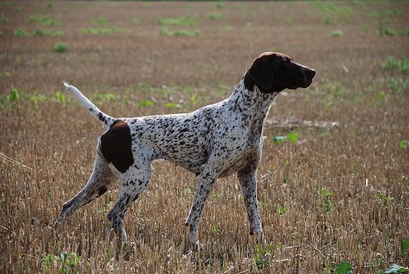 TR. CH. Dyana des Granges de la Dombes