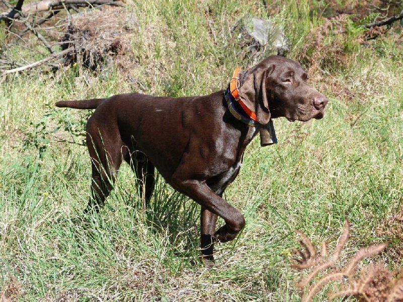 TR. CH. Eragon des Granges de la Dombes