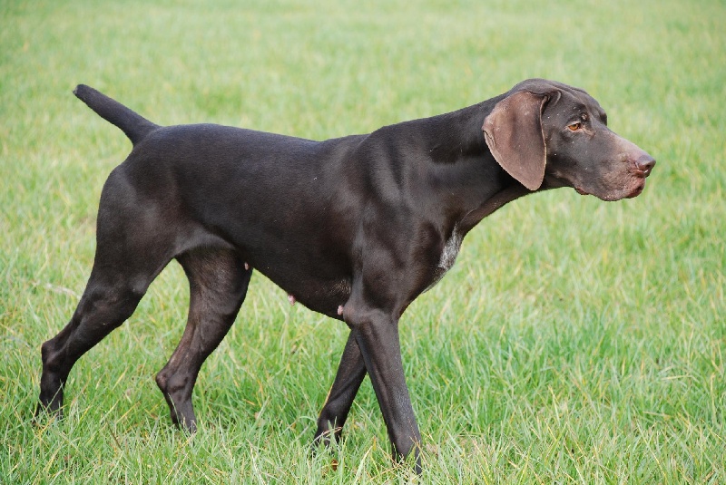 TR. CH. E'eve des Granges de la Dombes