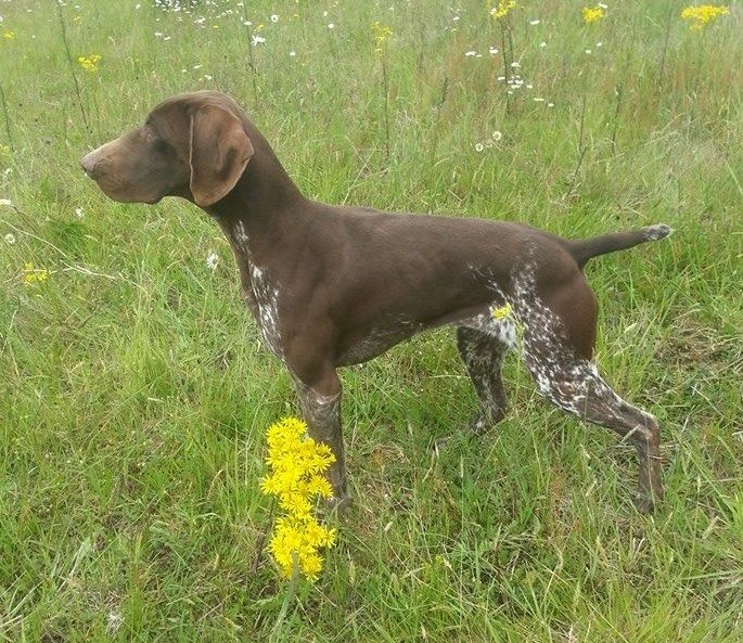 Jacotte des Granges de la Dombes