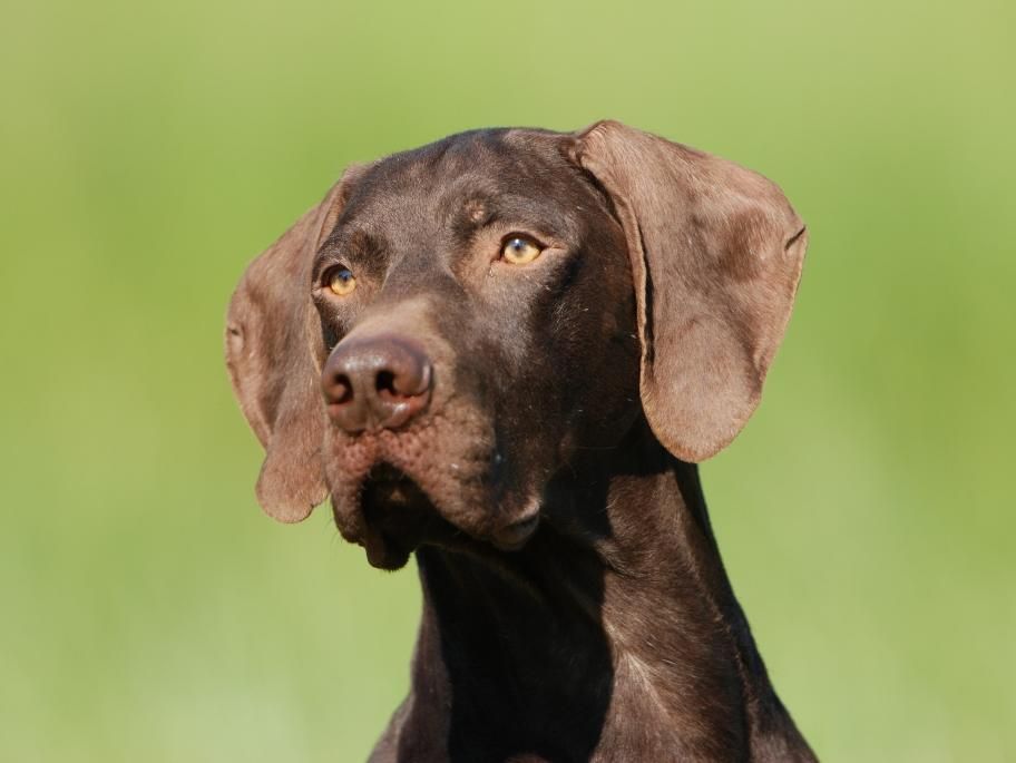 TR. CH. E'adam des Granges de la Dombes