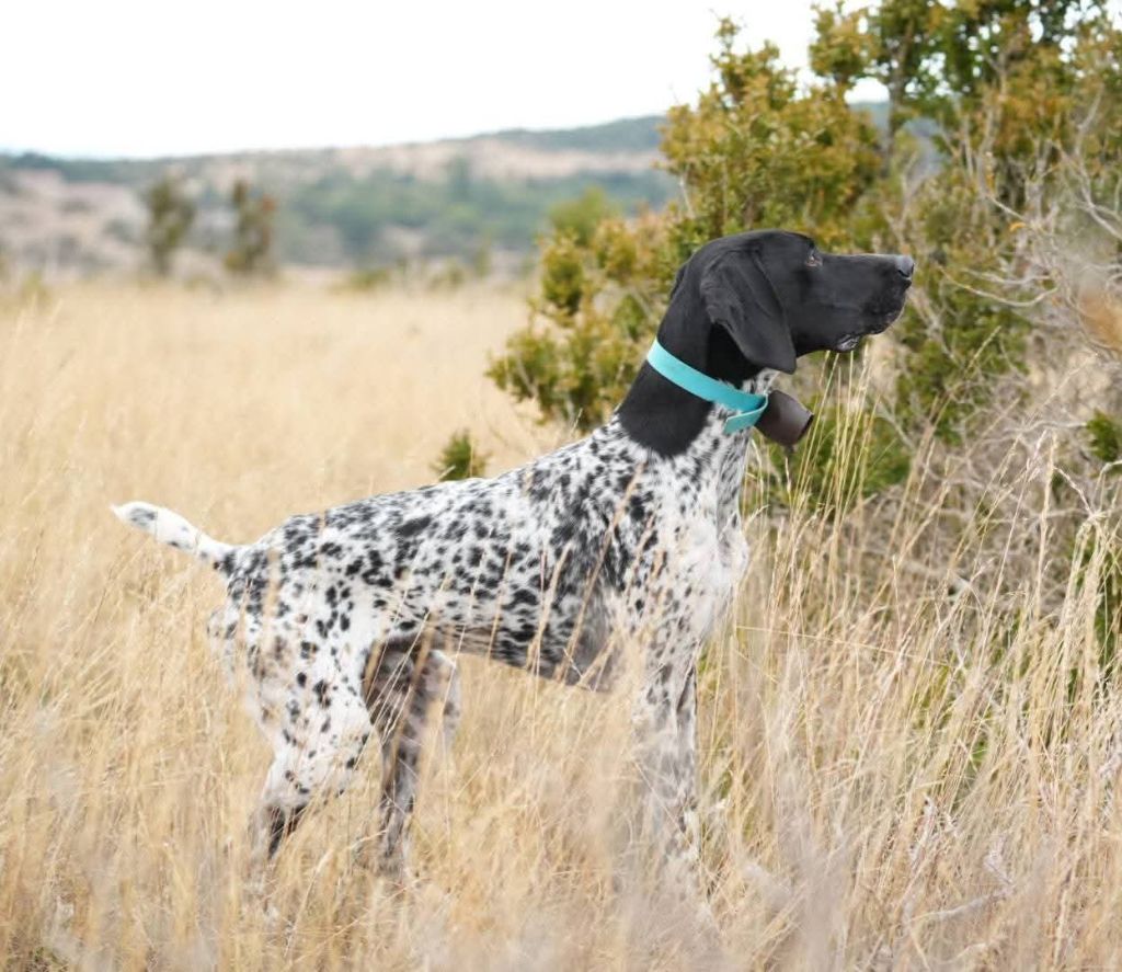 Varenne des Granges de la Dombes