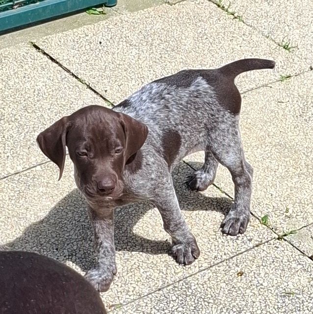 des Granges de la Dombes - Chiots disponibles - Braque allemand à poil court