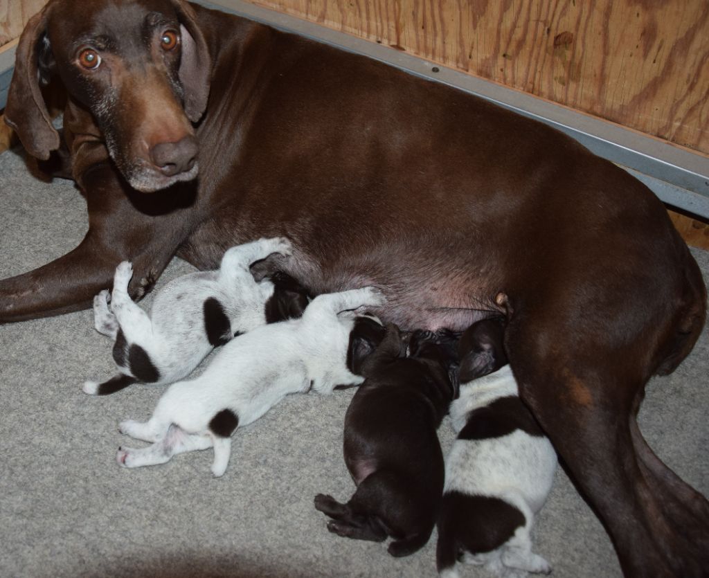 Chiot Braque allemand à poil court des Granges de la Dombes