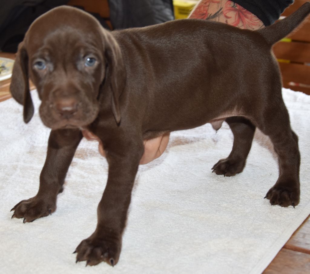des Granges de la Dombes - Chiots disponibles - Braque allemand à poil court