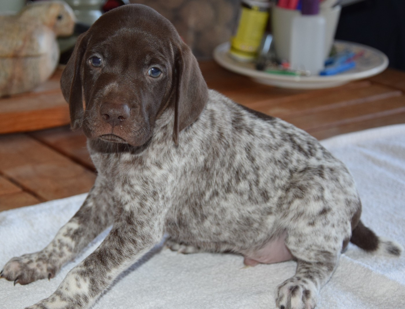 des Granges de la Dombes - Chiots disponibles - Braque allemand à poil court