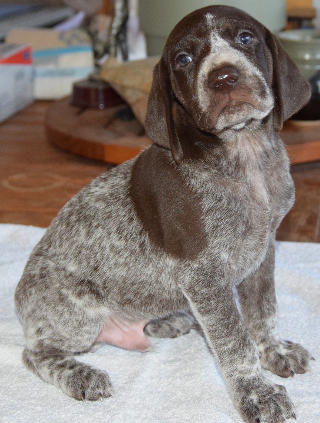 des Granges de la Dombes - Chiots disponibles - Braque allemand à poil court