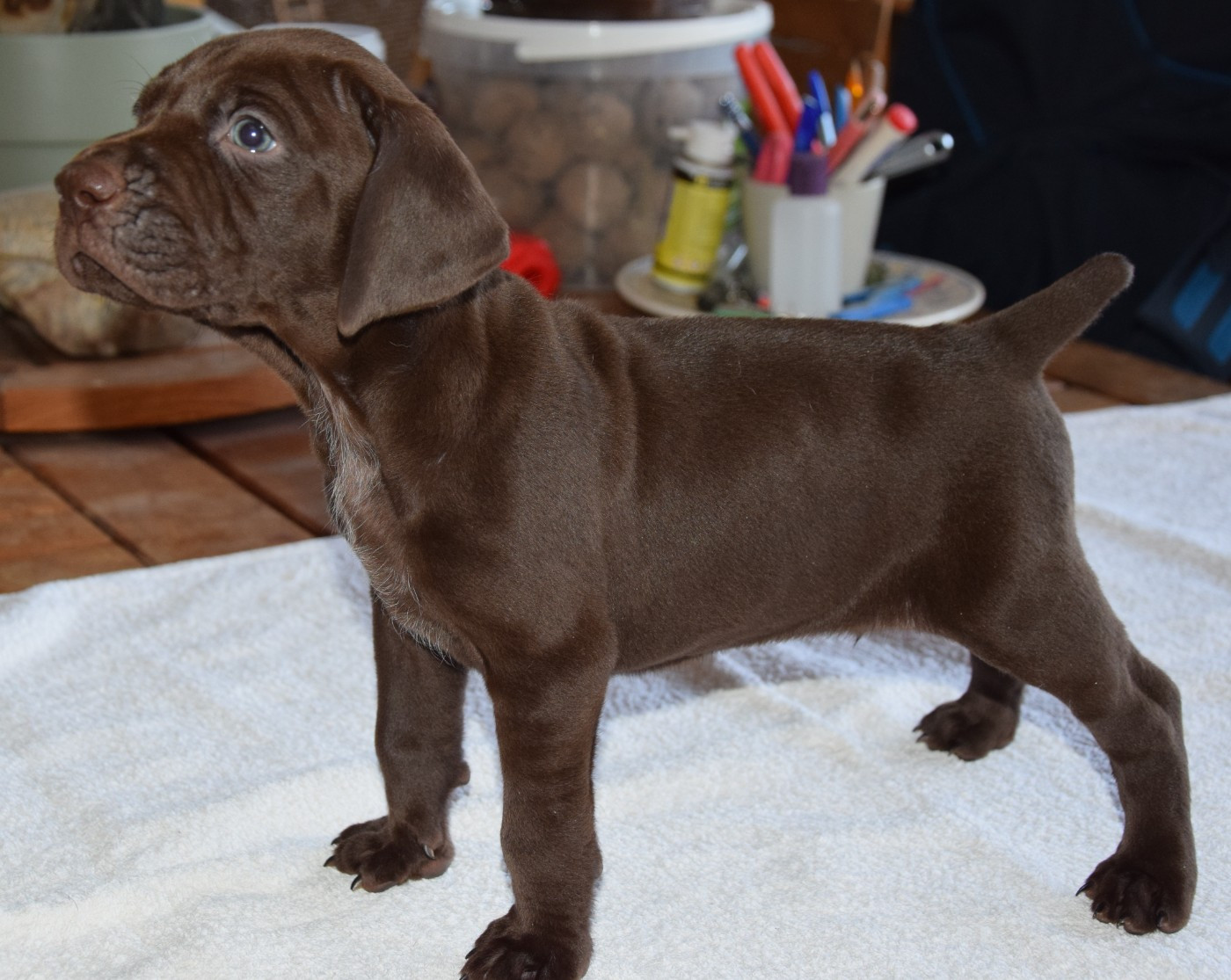 des Granges de la Dombes - Chiots disponibles - Braque allemand à poil court