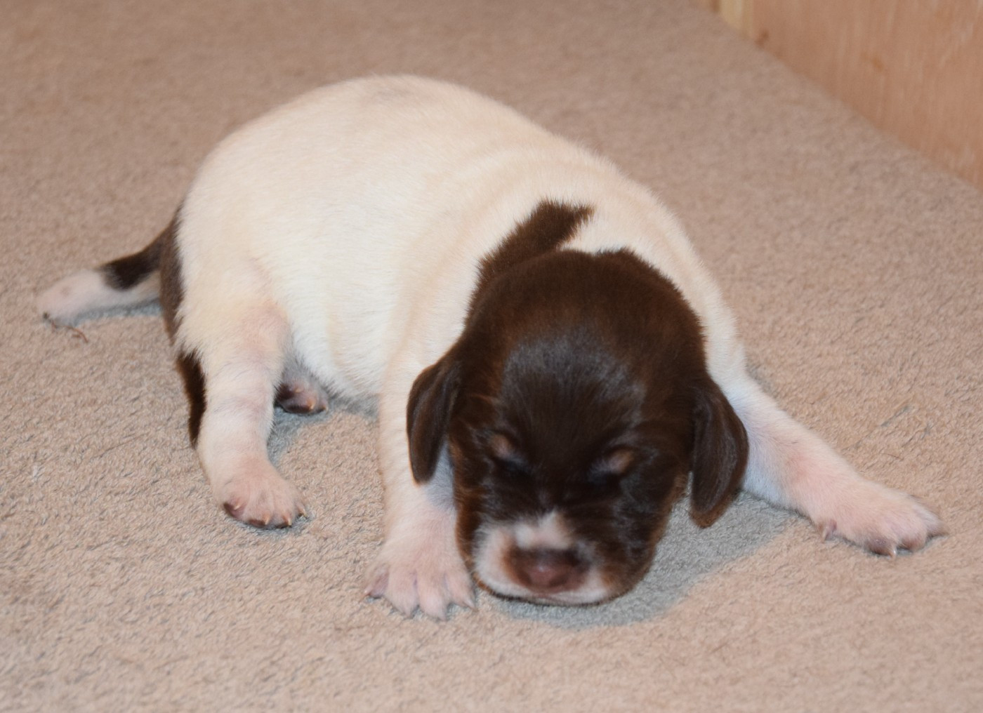 des Granges de la Dombes - Chiots disponibles - Braque allemand à poil court