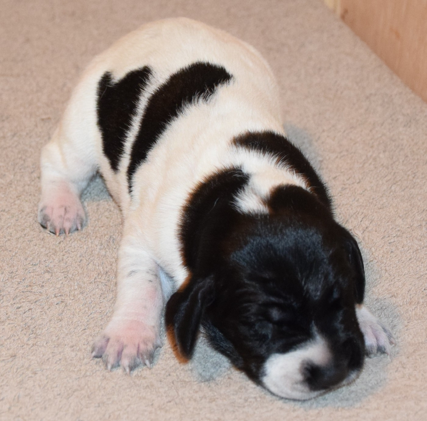 des Granges de la Dombes - Chiots disponibles - Braque allemand à poil court