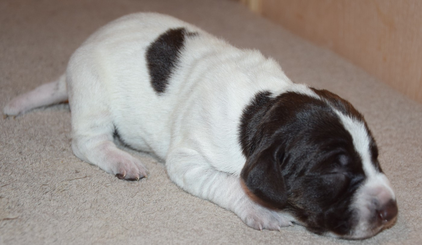 des Granges de la Dombes - Chiots disponibles - Braque allemand à poil court
