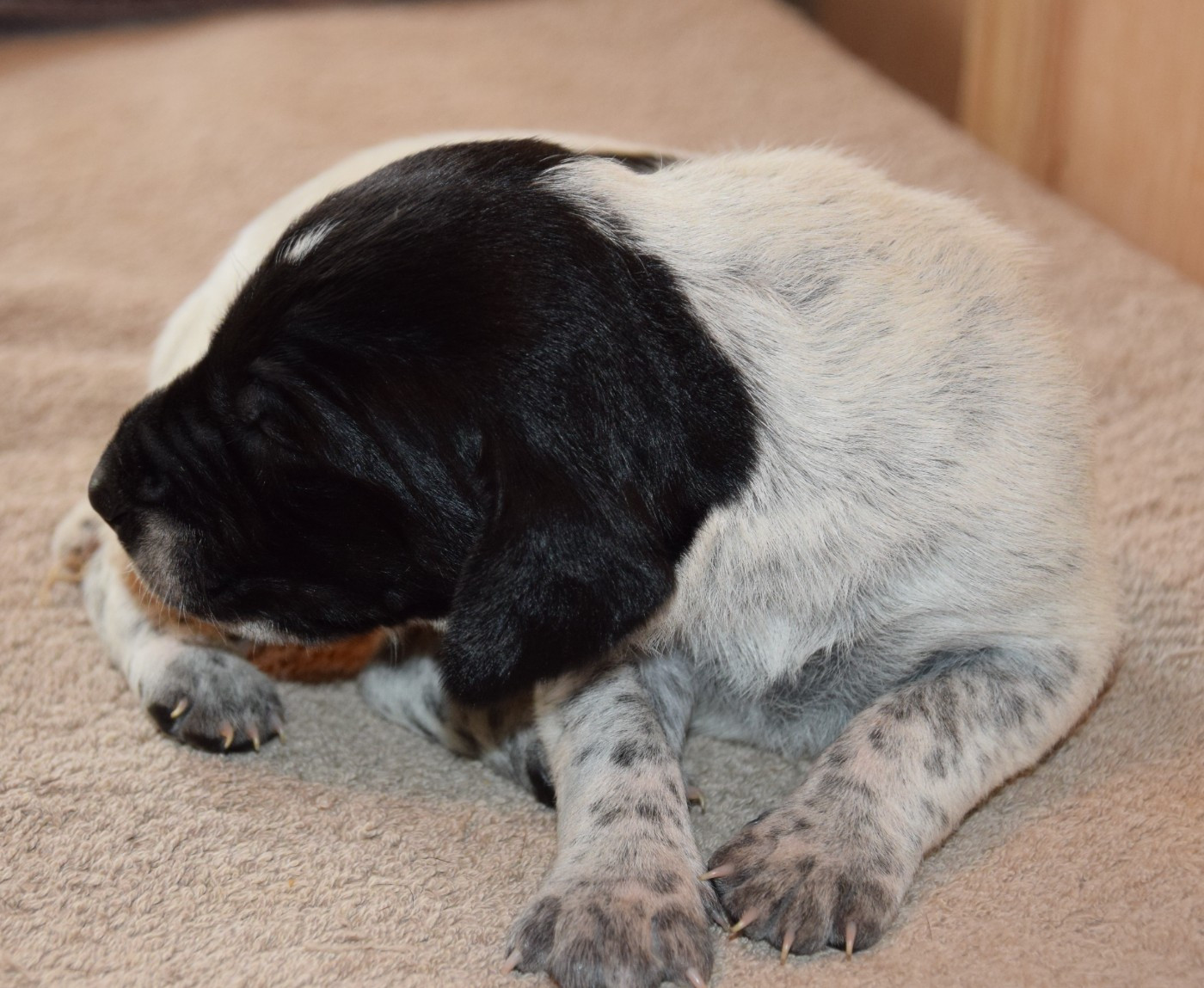 des Granges de la Dombes - Chiots disponibles - Braque allemand à poil court