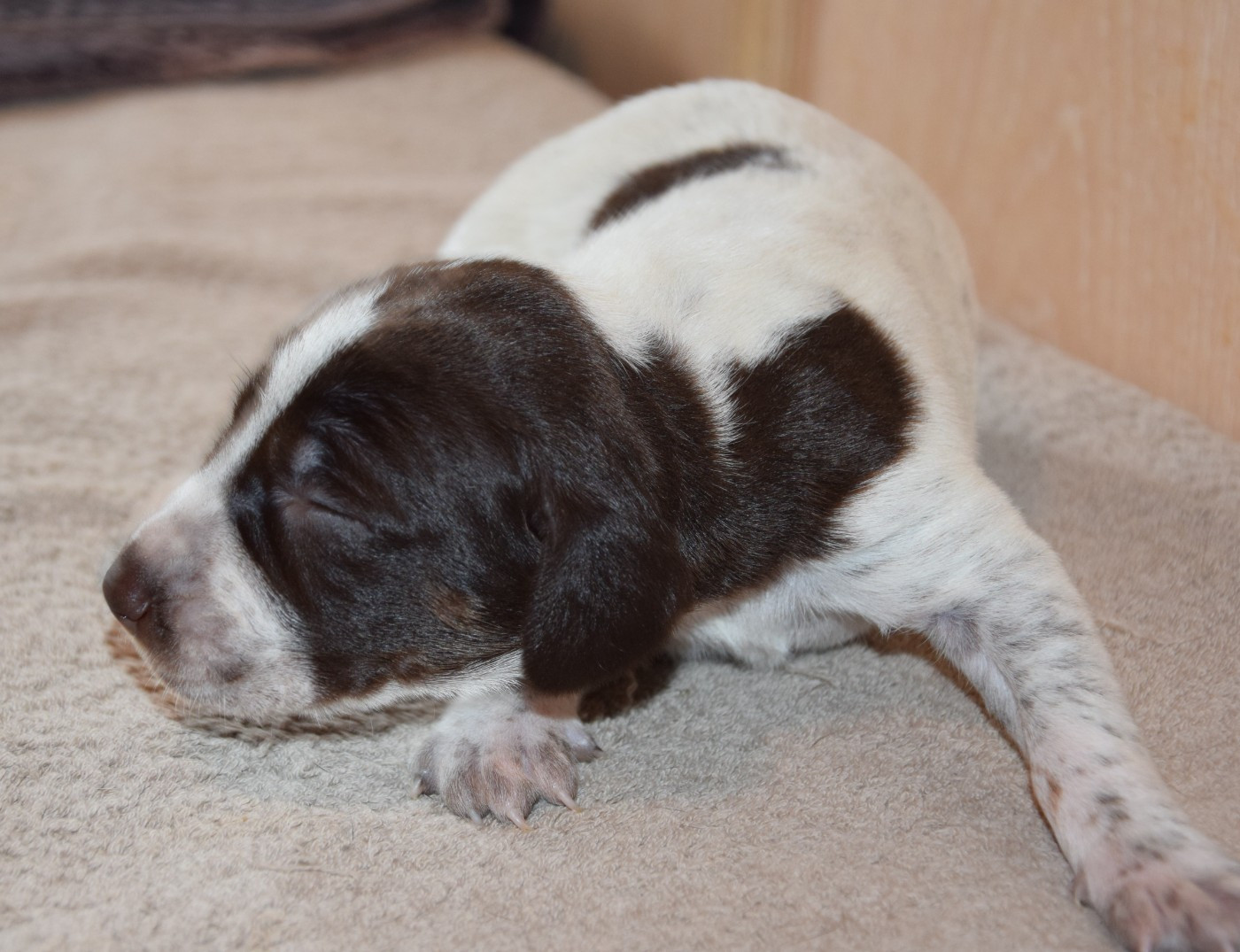 des Granges de la Dombes - Chiots disponibles - Braque allemand à poil court