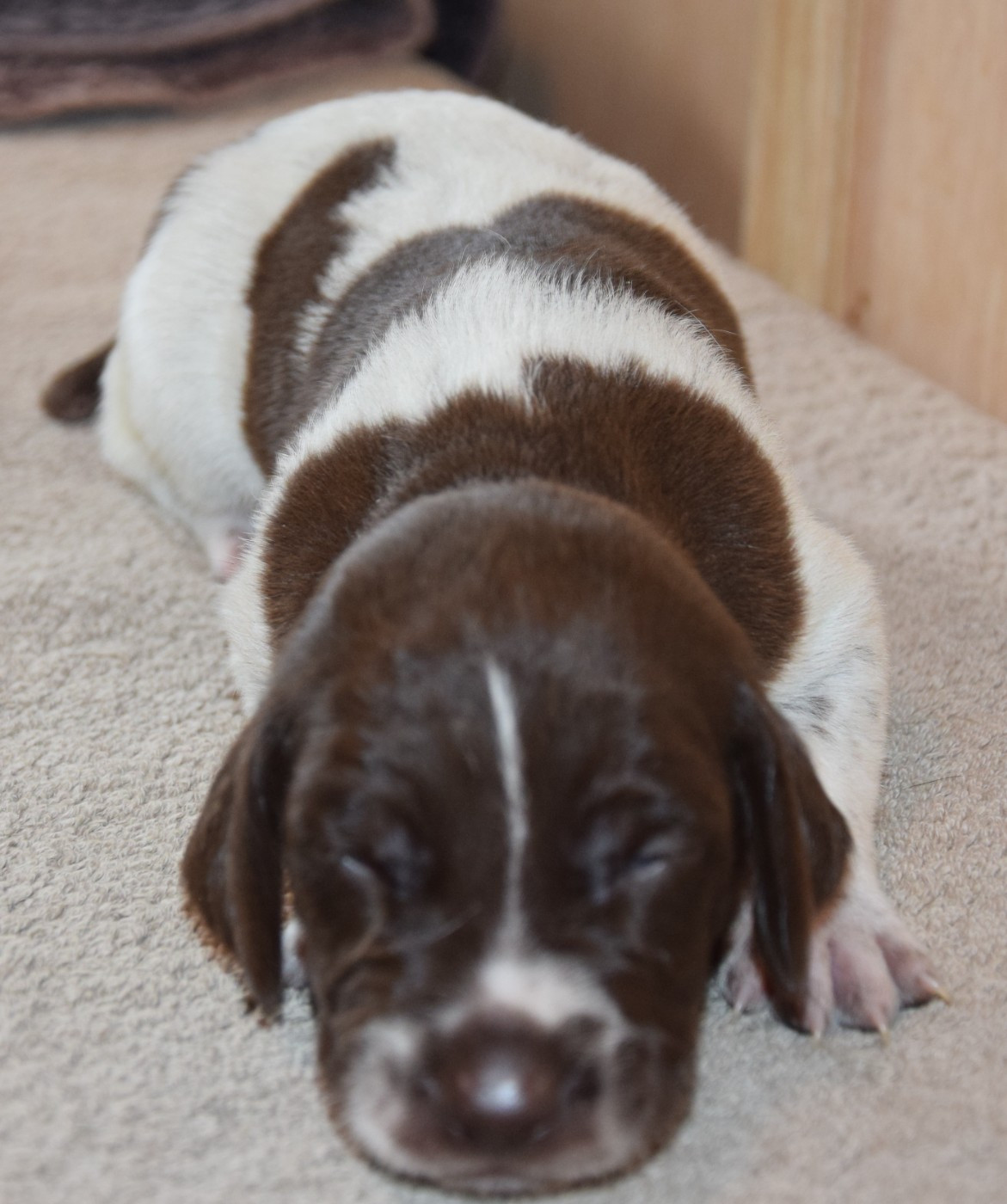des Granges de la Dombes - Chiots disponibles - Braque allemand à poil court