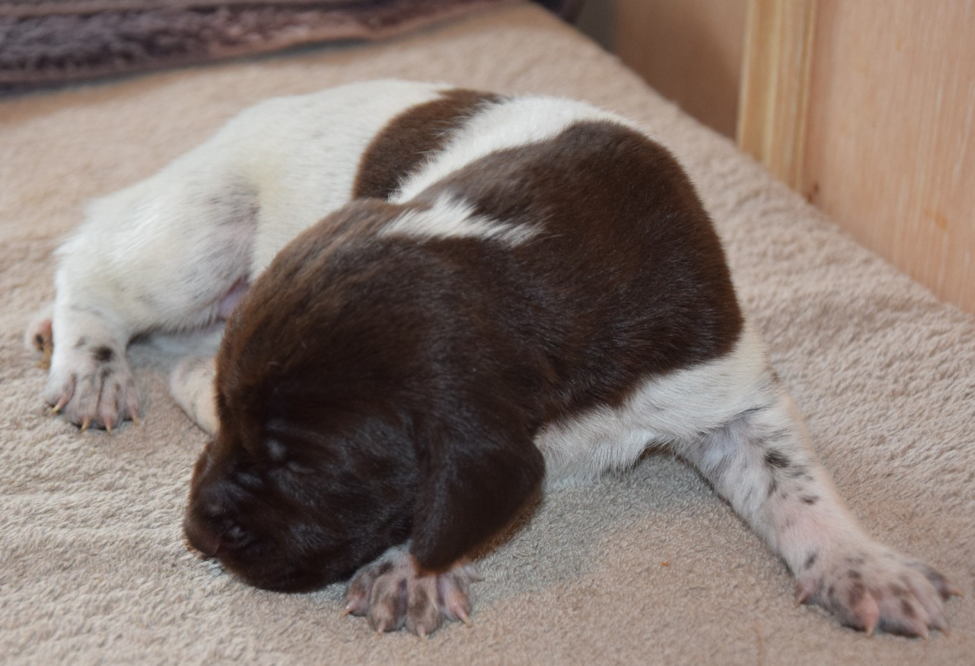 des Granges de la Dombes - Chiots disponibles - Braque allemand à poil court