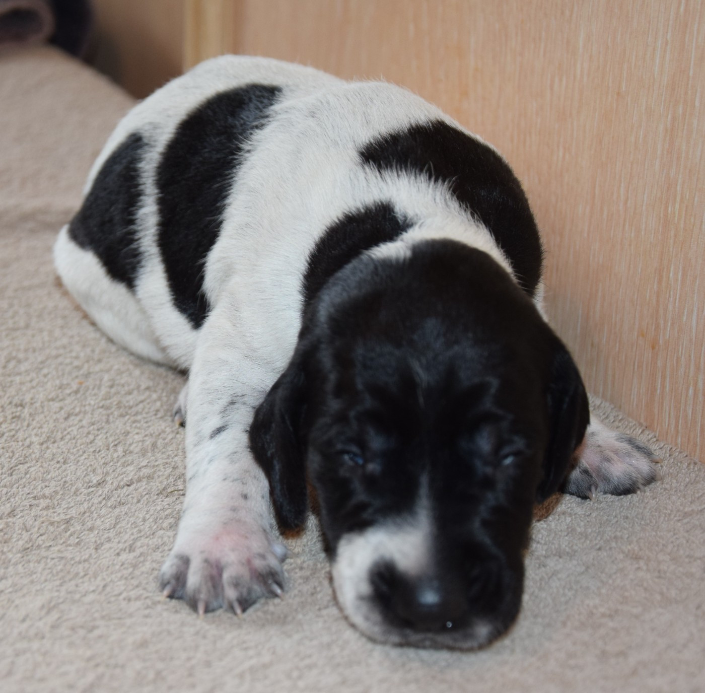 des Granges de la Dombes - Chiots disponibles - Braque allemand à poil court