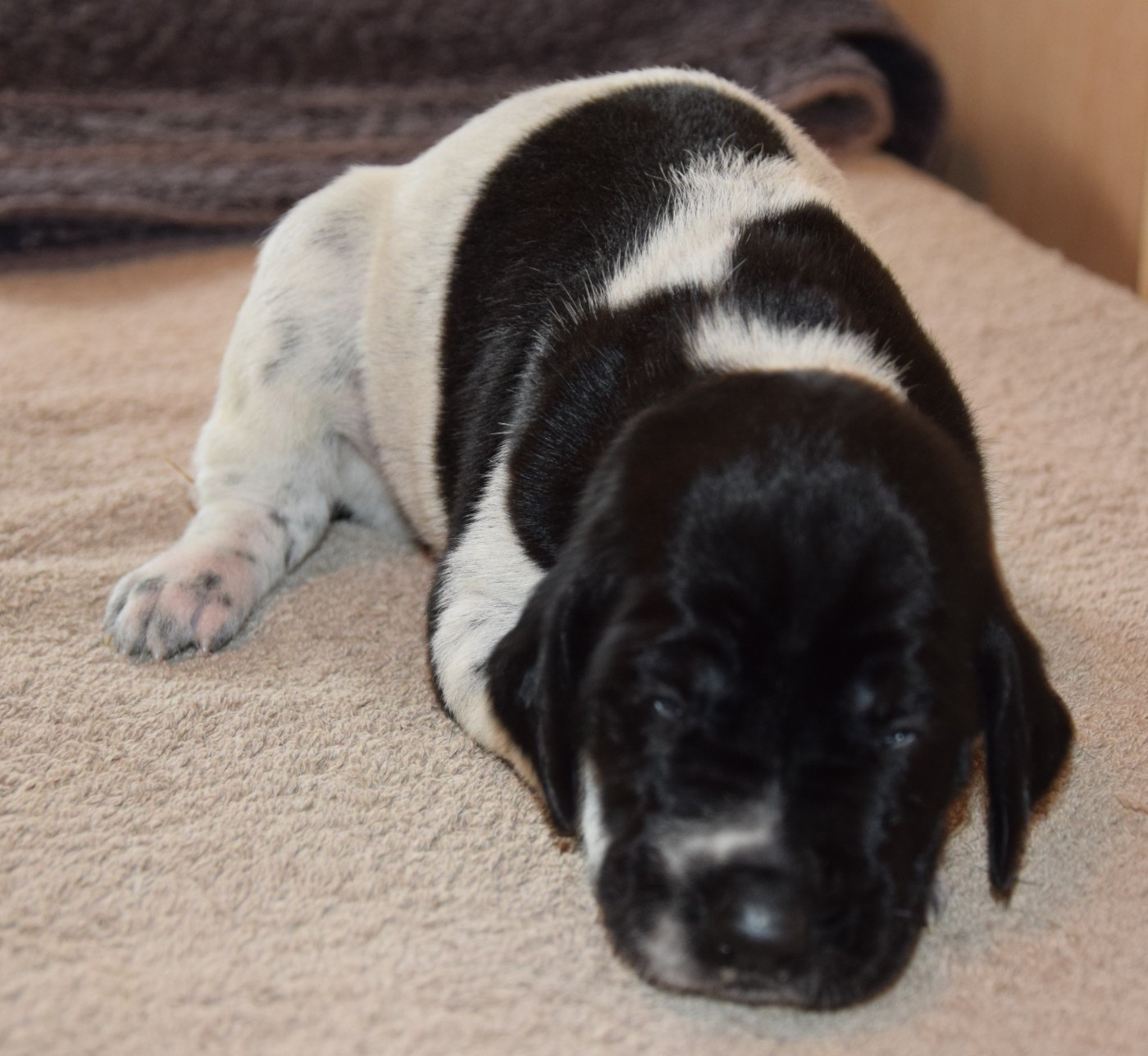 des Granges de la Dombes - Chiots disponibles - Braque allemand à poil court