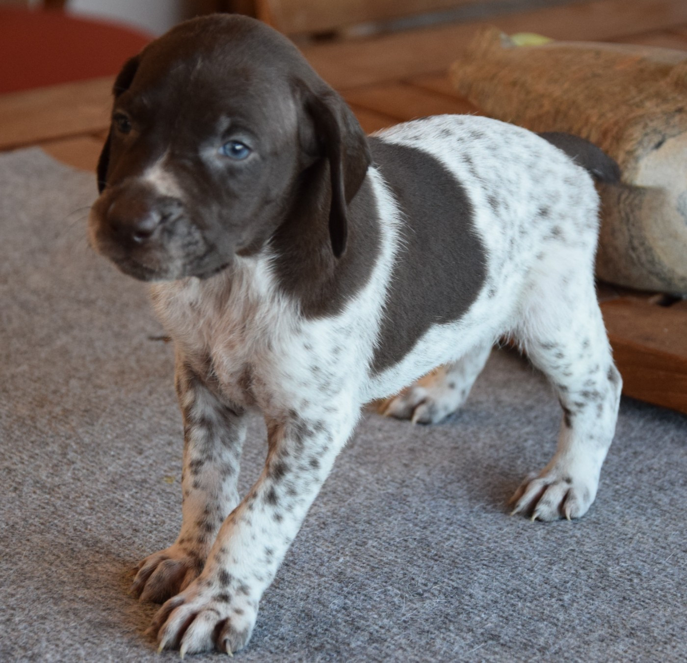 des Granges de la Dombes - Chiots disponibles - Braque allemand à poil court