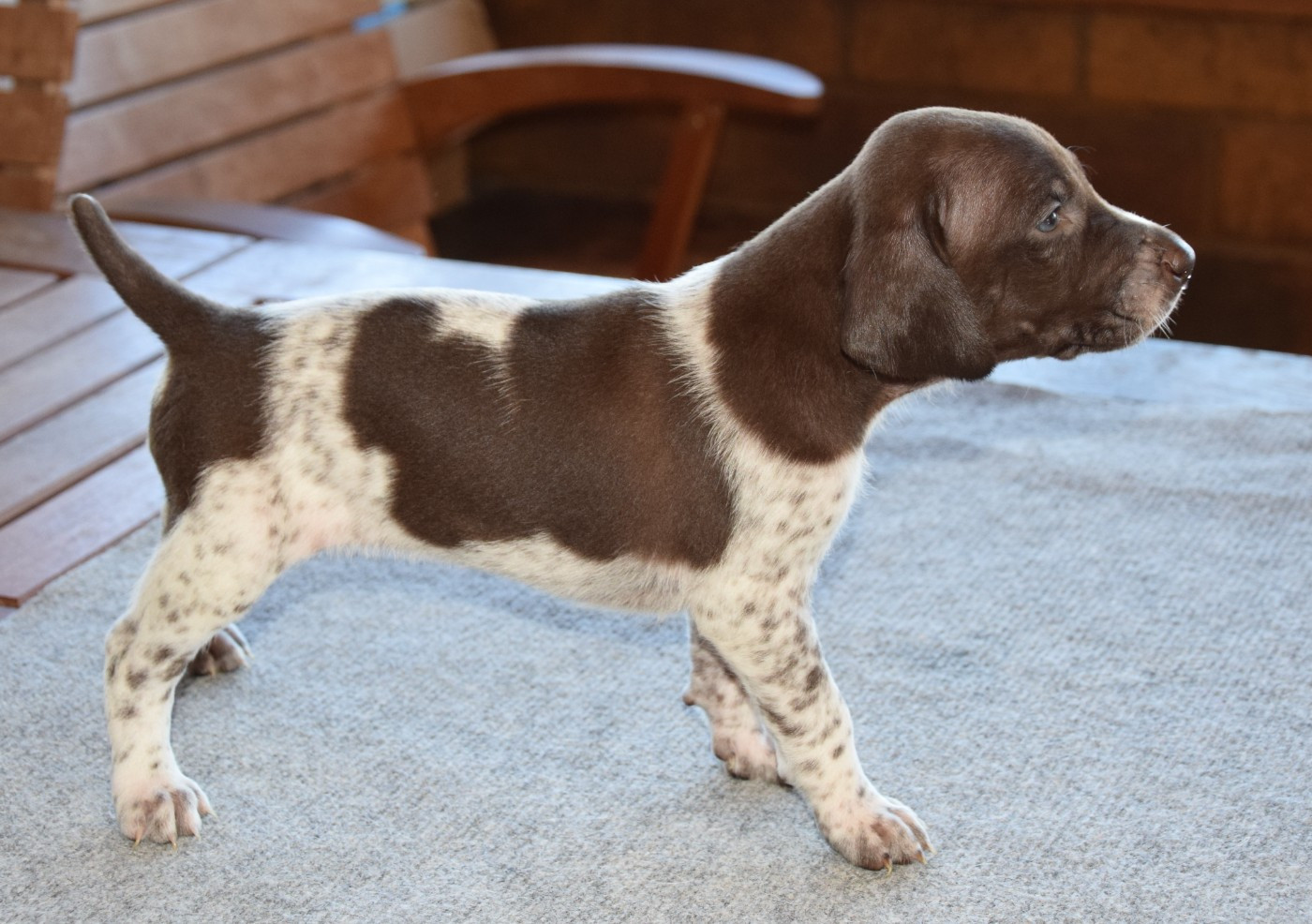 des Granges de la Dombes - Chiots disponibles - Braque allemand à poil court
