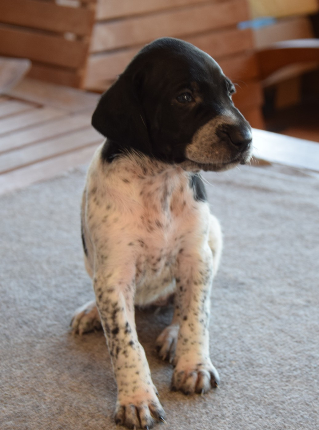 des Granges de la Dombes - Chiots disponibles - Braque allemand à poil court