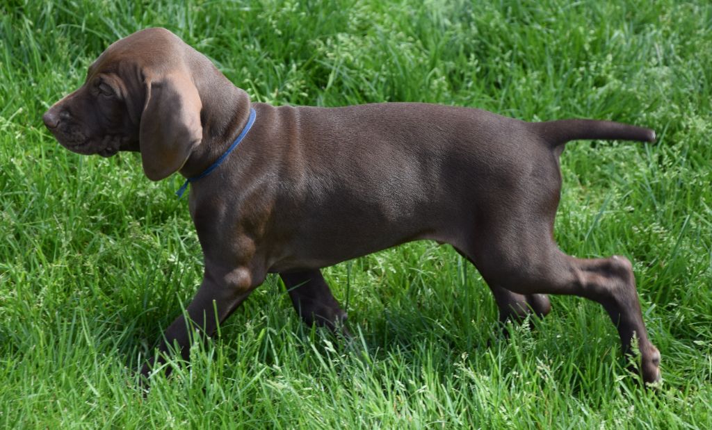 des Granges de la Dombes - Chiots disponibles - Braque allemand à poil court