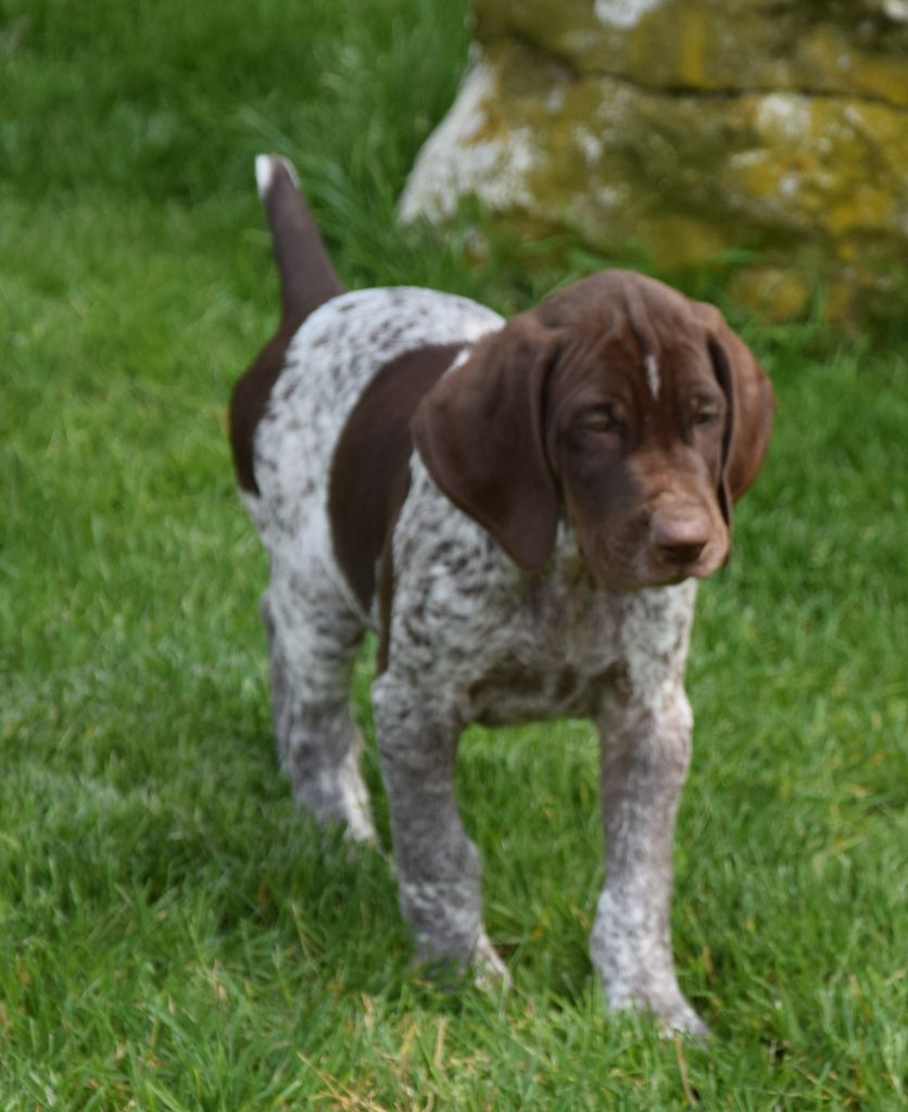 des Granges de la Dombes - Chiots disponibles - Braque allemand à poil court