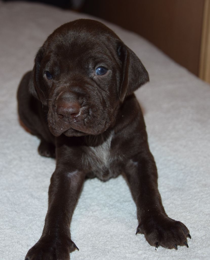 des Granges de la Dombes - Chiots disponibles - Braque allemand à poil court