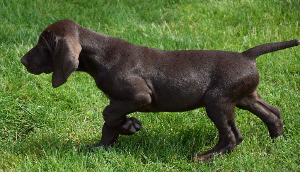 des Granges de la Dombes - Chiots disponibles - Braque allemand à poil court