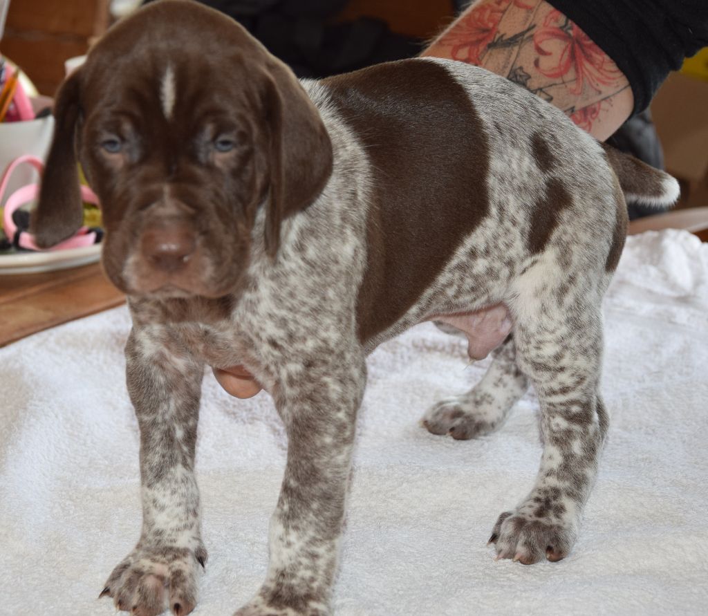 des Granges de la Dombes - Chiots disponibles - Braque allemand à poil court