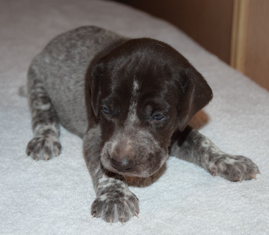 des Granges de la Dombes - Chiots disponibles - Braque allemand à poil court