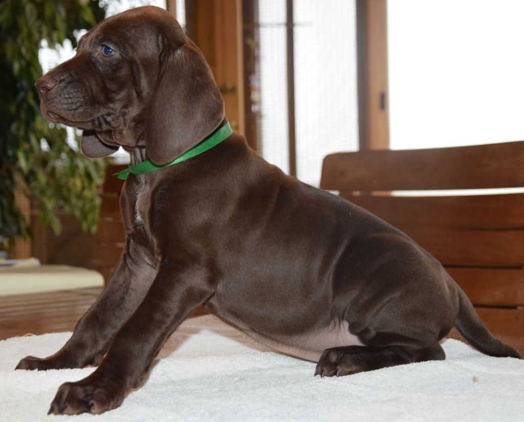 des Granges de la Dombes - Braque allemand à poil court - Portée née le 18/02/2019