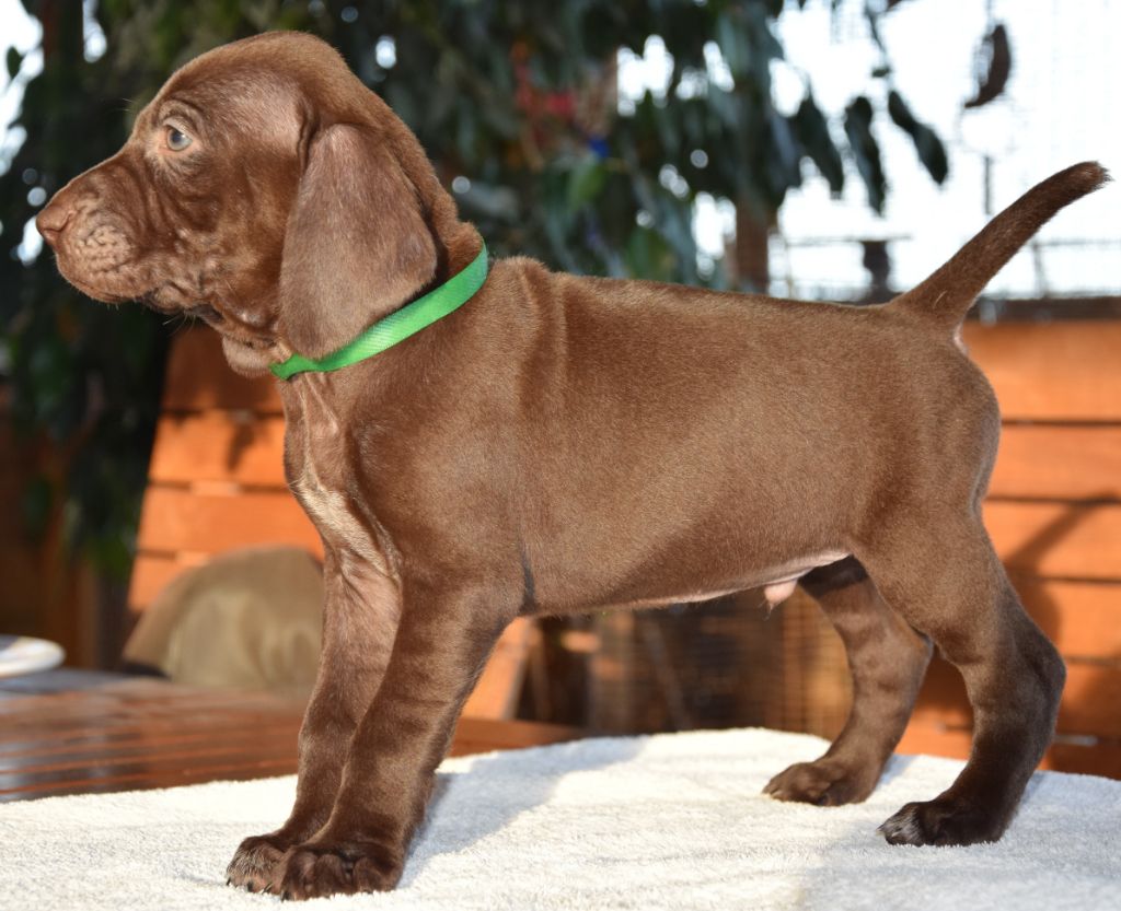 des Granges de la Dombes - Braque allemand à poil court - Portée née le 31/10/2019